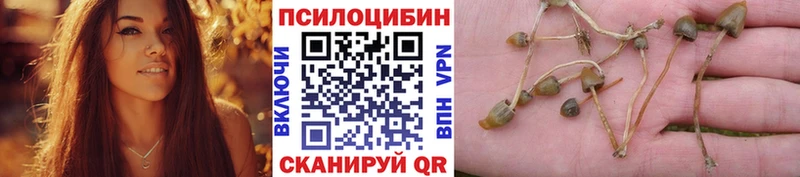 omg маркетплейс  маркетплейс Telegram  Псилоцибиновые грибы Cubensis  Шелехов 